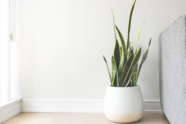 White Ceramic Pot